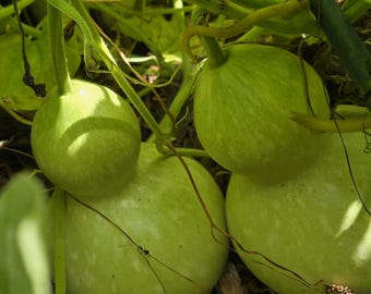 Burdhouse Gourd (10+ seeds), Ornamental Gourd, (Seed Packet)