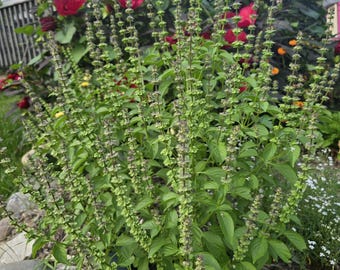 Lemon Basil, (55 - 100+ Seeds). Perennial