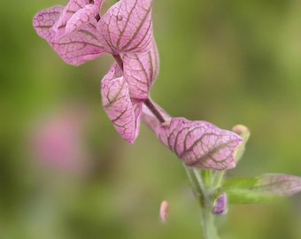 Clary Sage Mix. Annual (35+ Seeds)