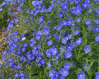 Blue Flax, Perennial (35+ Seeds)