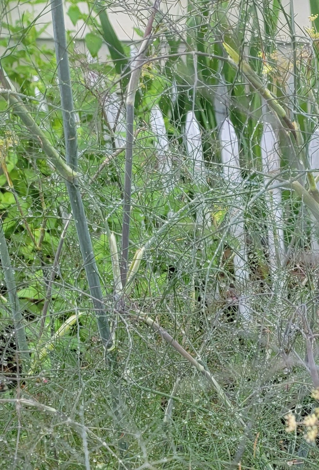 Fennel Licorice Plant Perennial Herb Etsy