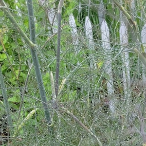 Fennel Licorice Plant (45+ Seeds), Perennial Herb (Seed Packet)