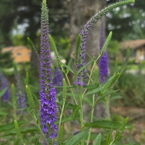 Veronica longifolia (Speedwell Mixed Colors), Perennial (Seed Packet)