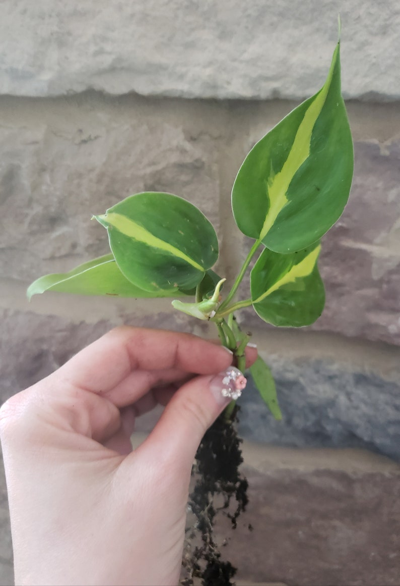 Philodendron Brasil. 3-4 Lf Rooted Plant