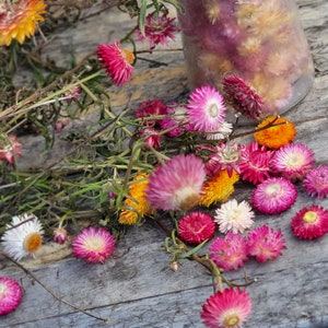 Strawflower Mix (45+ Seeds), Everlasting Paper Flower, Annual