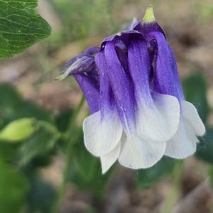 May include: Close-up of a cluster of purple and white flowers. The petals are a deep purple that fades to white at the tips. The flowers are bell-shaped and hang downwards, with green foliage in the background.