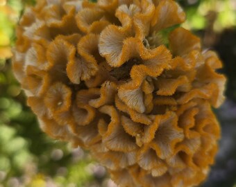 Golden Brain Celosia (25+ Seeds), Annual