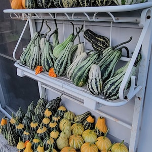 Mandy&#39;s Gourd Mix (12+ Seeds), Ornamental Gourds (Seed Packet)