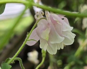 Columbine, Fairy Dancer Miss 2025, Perennial (15+ Seeds)