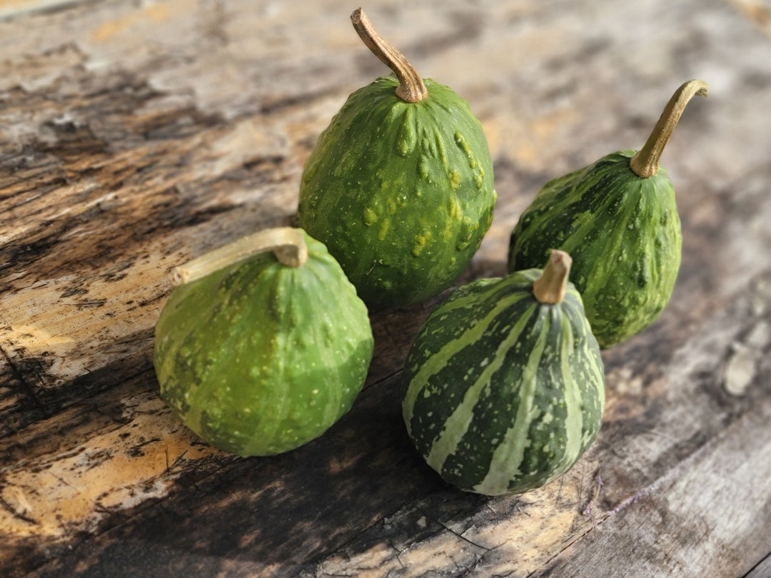 False Watermelon Gourd (10+ Seeds), Ornamental Gourd (mild Warts) (seed