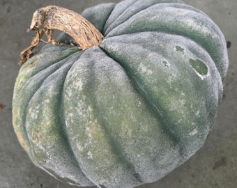 Jarrahdale Pumpkin, 7+ Large Seeds (Seed Packet)