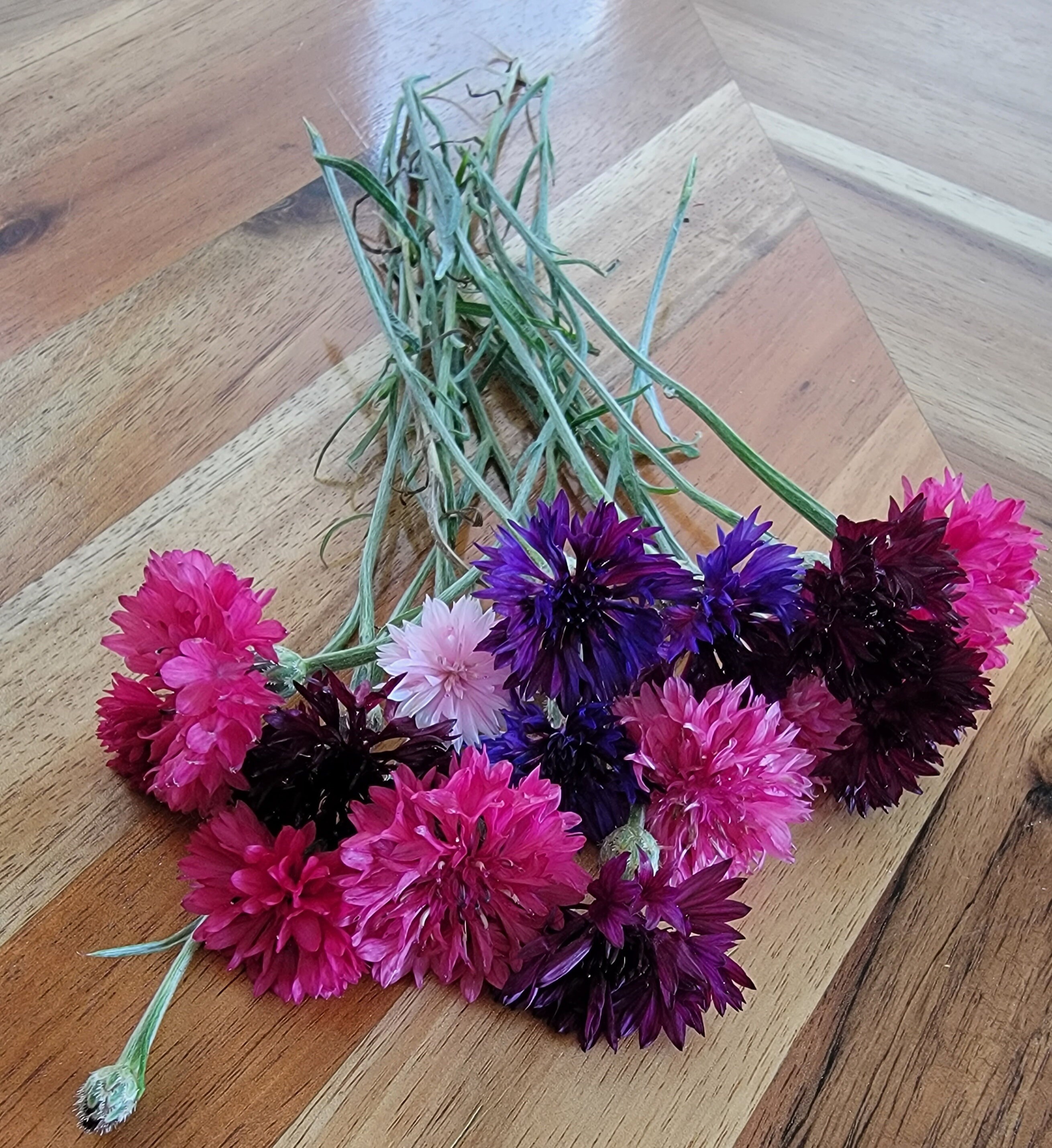Bachelor's Button Punk Rocker Mix, Annual (20+Seeds)
