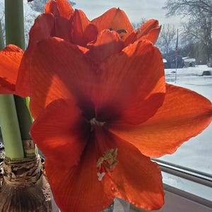 May include: A large, vibrant red amaryllis flower in full bloom. The flower has multiple petals and a prominent yellow center. The flower is in focus, while the background is blurred.