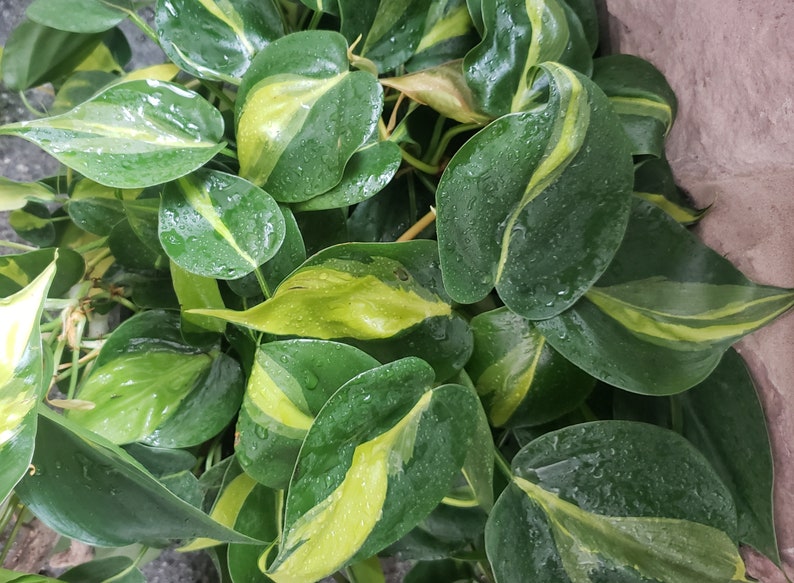 Philodendron Brasil. image 2