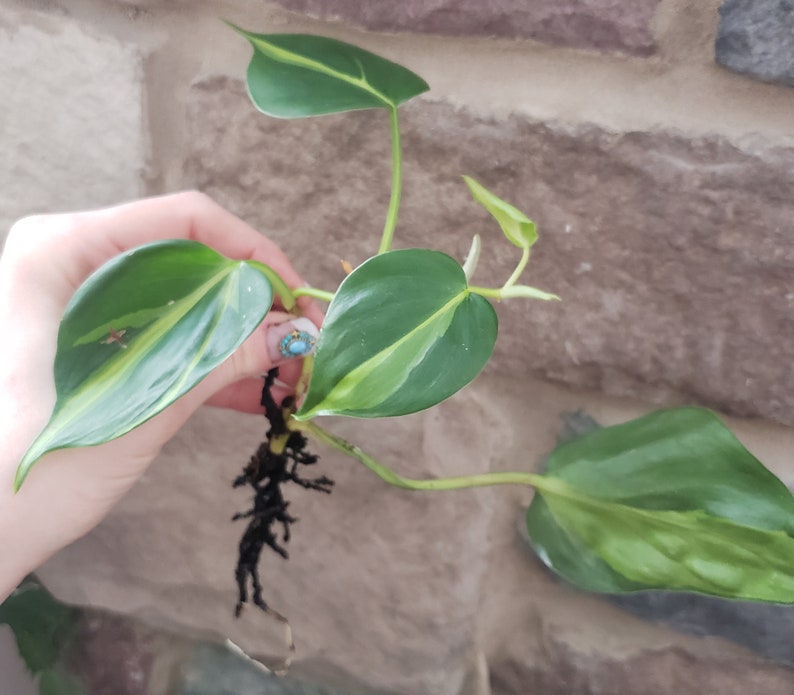 Philodendron Brasil. image 3