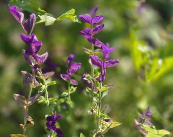 Purple Clary Sage. Annual (35+ Seeds)