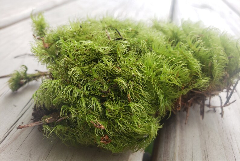 3 x 3 of LIVE Rock Cap Moss. Hardy to Zone 4. Etsy