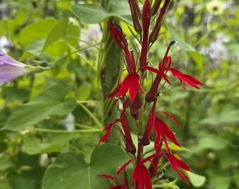 Cardinal Flower, 100+ Seeds, Perennial