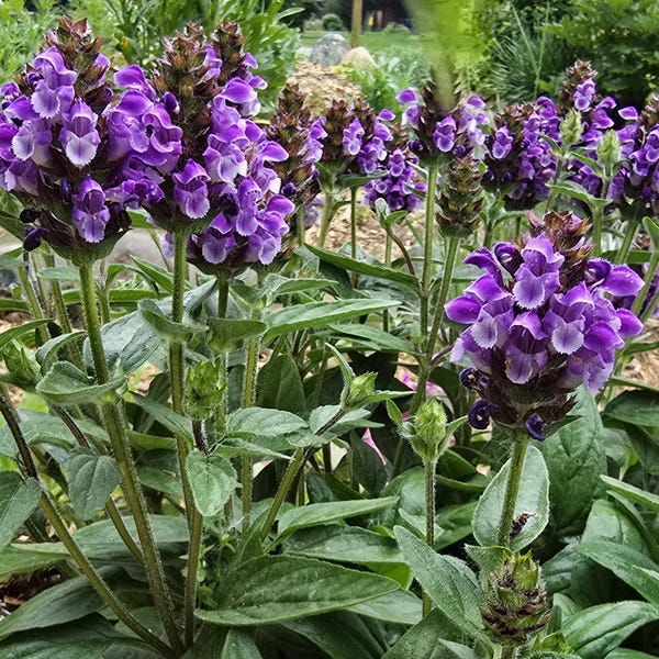 Prunella vulgaris Mix (Autocurativa), Rosa, Blanca y Morada, Perenne (más de 25 semillas)