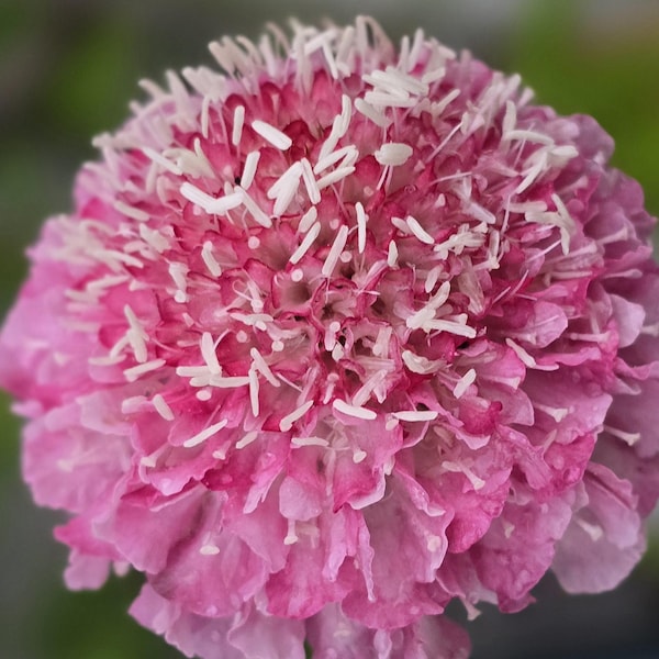 Rosa Scabiosa Color (más de 15 semillas), Perenne