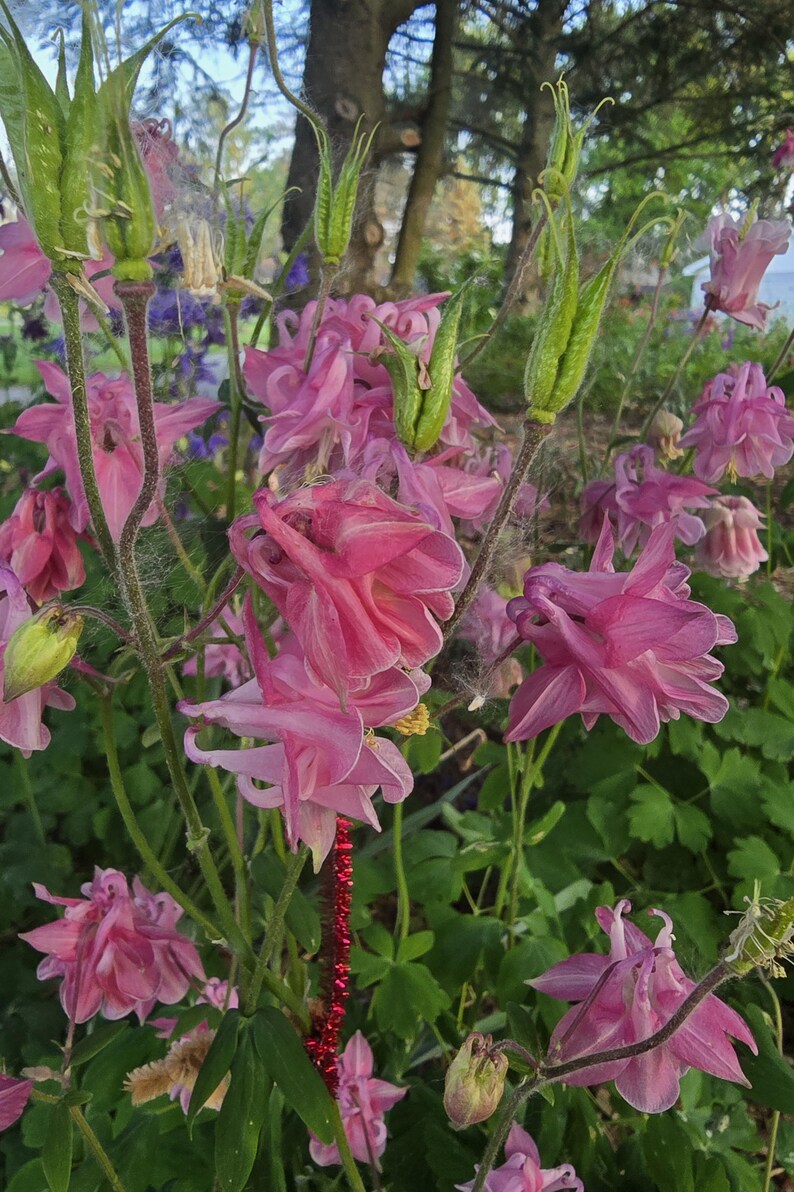 Tumbling Roses Columbine, Tumbling Roses, Perennial (10+ Seeds) - Etsy