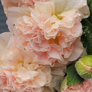 Hollyhock Double Peach (18+ Seeds), Perennial