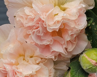 Hollyhock Double Peach, Perennial