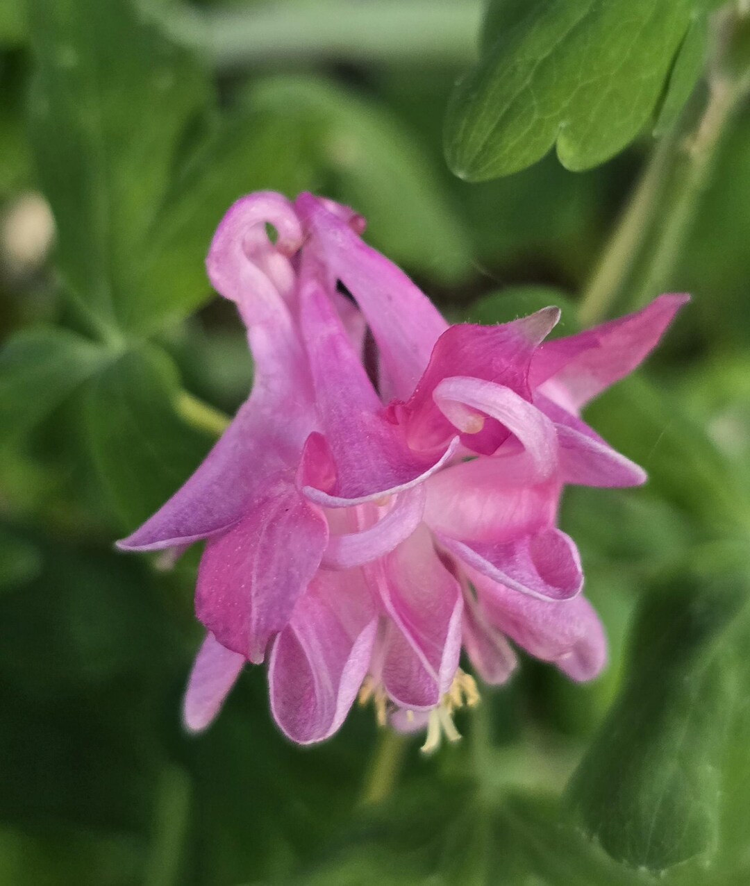 Tumbling Roses Columbine, Tumbling Roses, Perennial (10+ Seeds) - Etsy