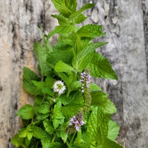 Spearmint, Perennial Herb (Seed Packet)