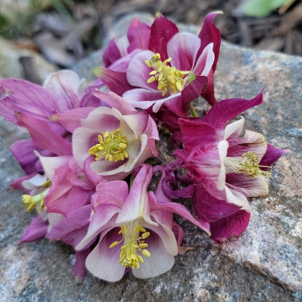 Aguileña, mezcla única bicolor, perenne (más de 45 semillas)
