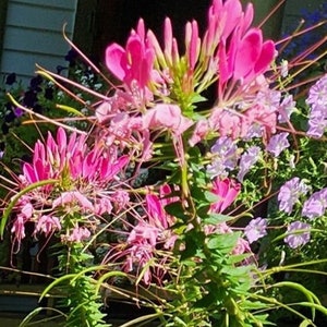 Cleome (Spider Plant) Mixed Colors, Annual (Seed Packet)