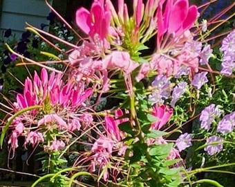 Cleome (Spider Plant) Mixed Colors, Annual