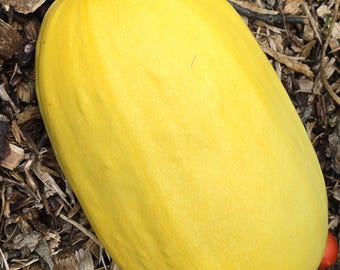 Spaghetti Squash, 15+ Seeds (Seed Packet)