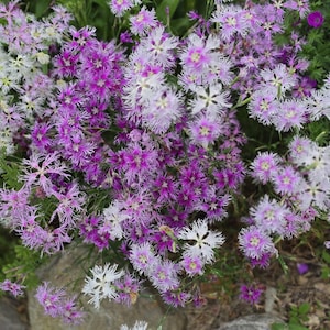 Dianthus Frilly Mix 50+ Seeds, (Spooky/Rainbow Loveliness), Perennial