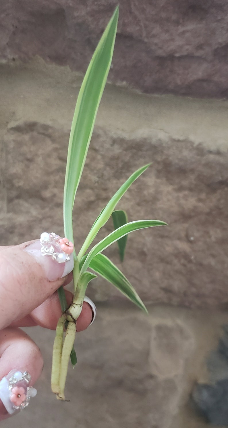 ONE Freshly Harvested Spider Plant Baby with Roots