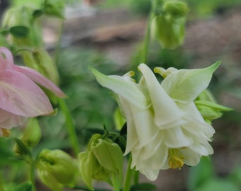 Columbine, Triple Trouble from 2024, Perennial (15+ Seeds)