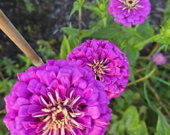 Purple Queen/Lilliput Zinnia (25+ Seeds), Annual