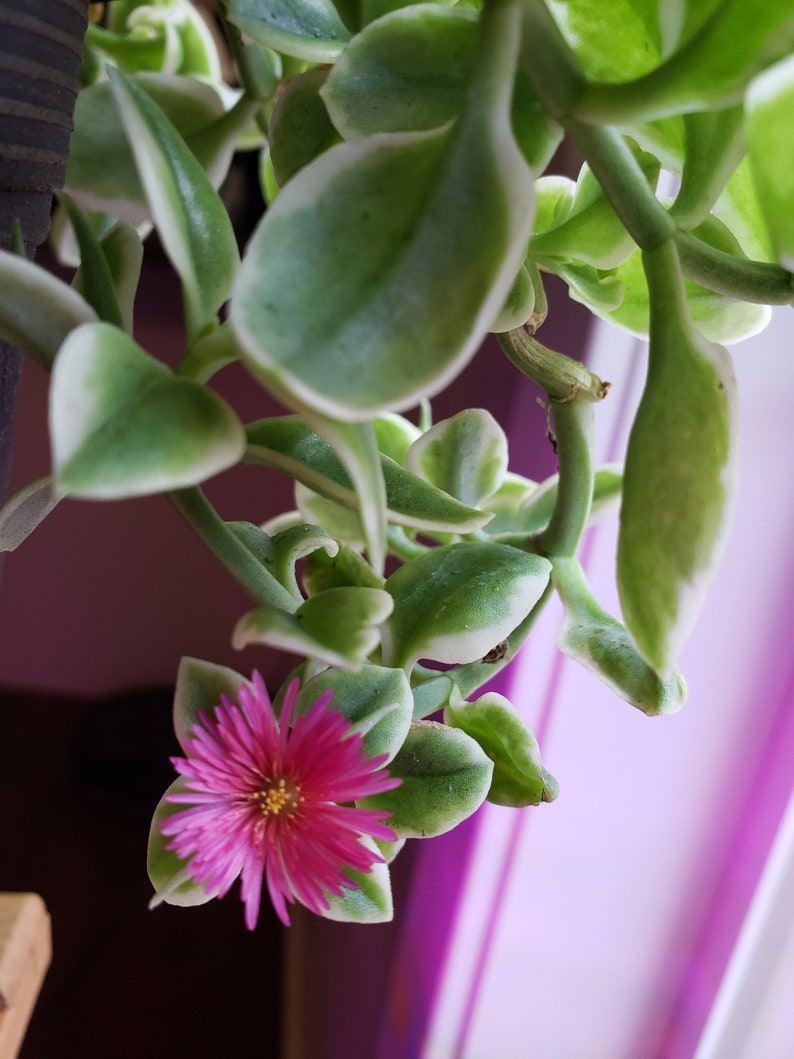 Aptenia cordifolia variegata �Crystal� Heartleaf Ice Etsy