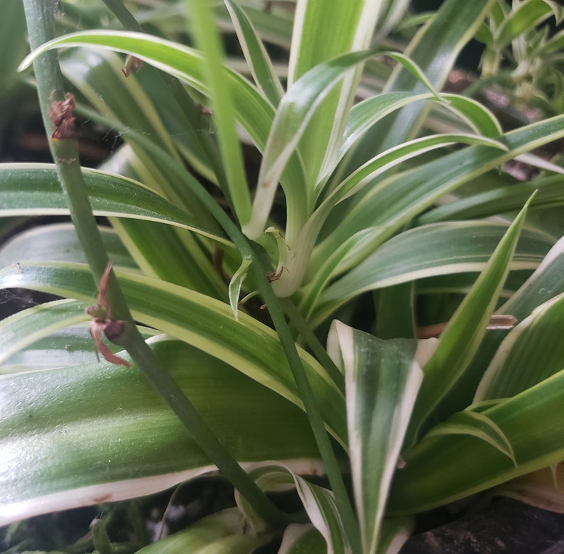 ONE Freshly Harvested Spider Plant Baby with Roots