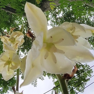 Giant Cold Hardy Yucca, (35+ Seeds), Perennial (Seed Packet)