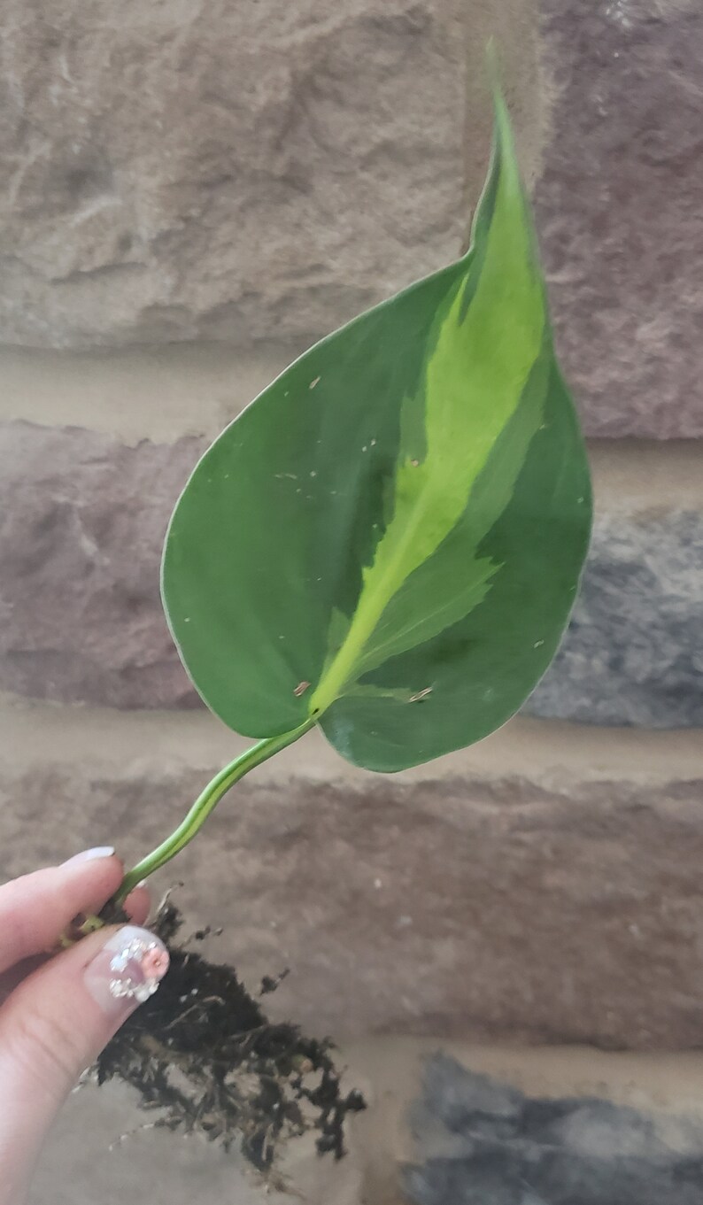 Philodendron Brasil. 1 Lf Rooted Plant