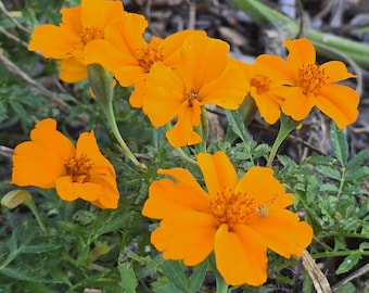 Little Orange Marigolds 25+ Seeds, Annual