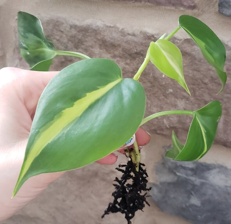 Philodendron Brasil. image 4