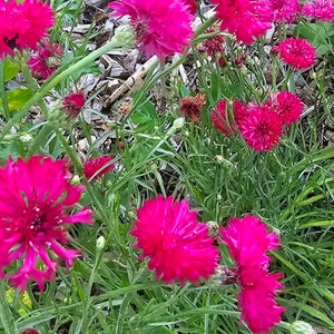 May include: A vibrant cluster of bright pink flowers with ruffled petals, set against a backdrop of green foliage and wood chips. The flowers are in full bloom, showcasing their intricate textures and rich color.