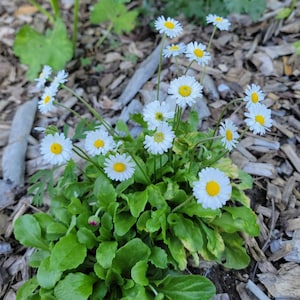 Lackluster English Daisies, Perennial (35+ Seeds)