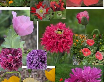 Poppies, 2026 All Forms Poppy Mix (250+ Seeds) Annual & Perennial. Bulk.