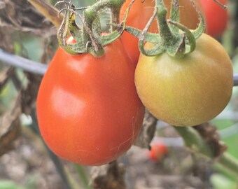 Amish Roma Tomatoes (Seed Packet) 35+ Seeds