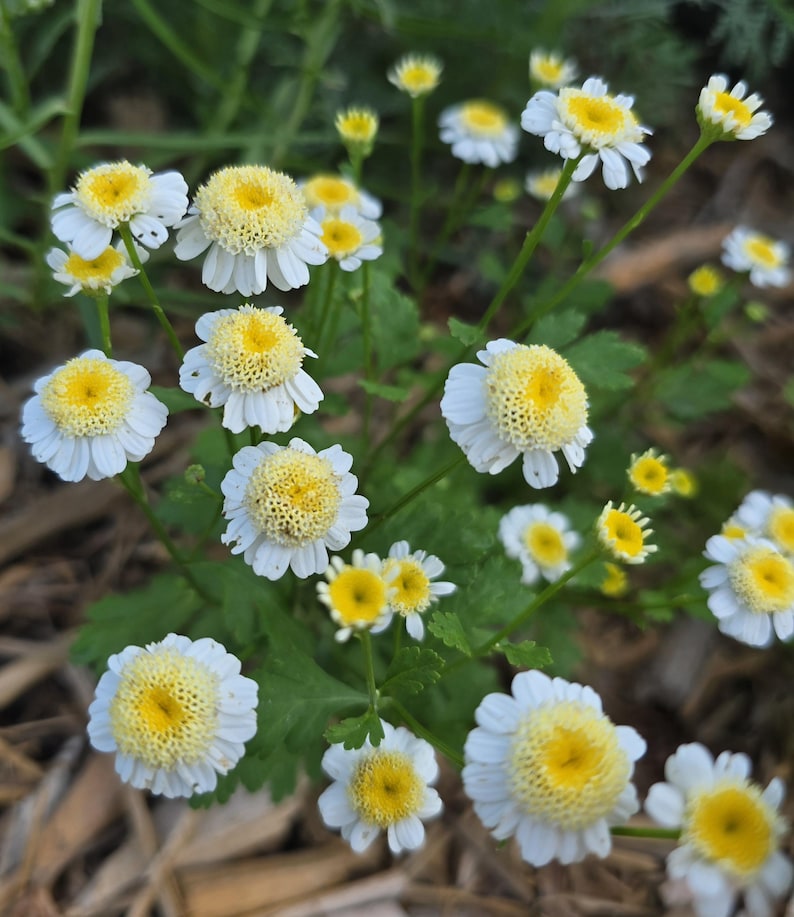 SquirrelRunFarm Feverfew Tanacetum - Thumbnail 5