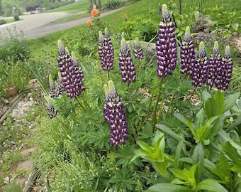 Lupine, Bright White & Deep, Dark Purple, Perennial (25+ Large Seeds)
