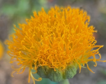 Bristles F1 Marigolds, 10+ Seeds, Annual